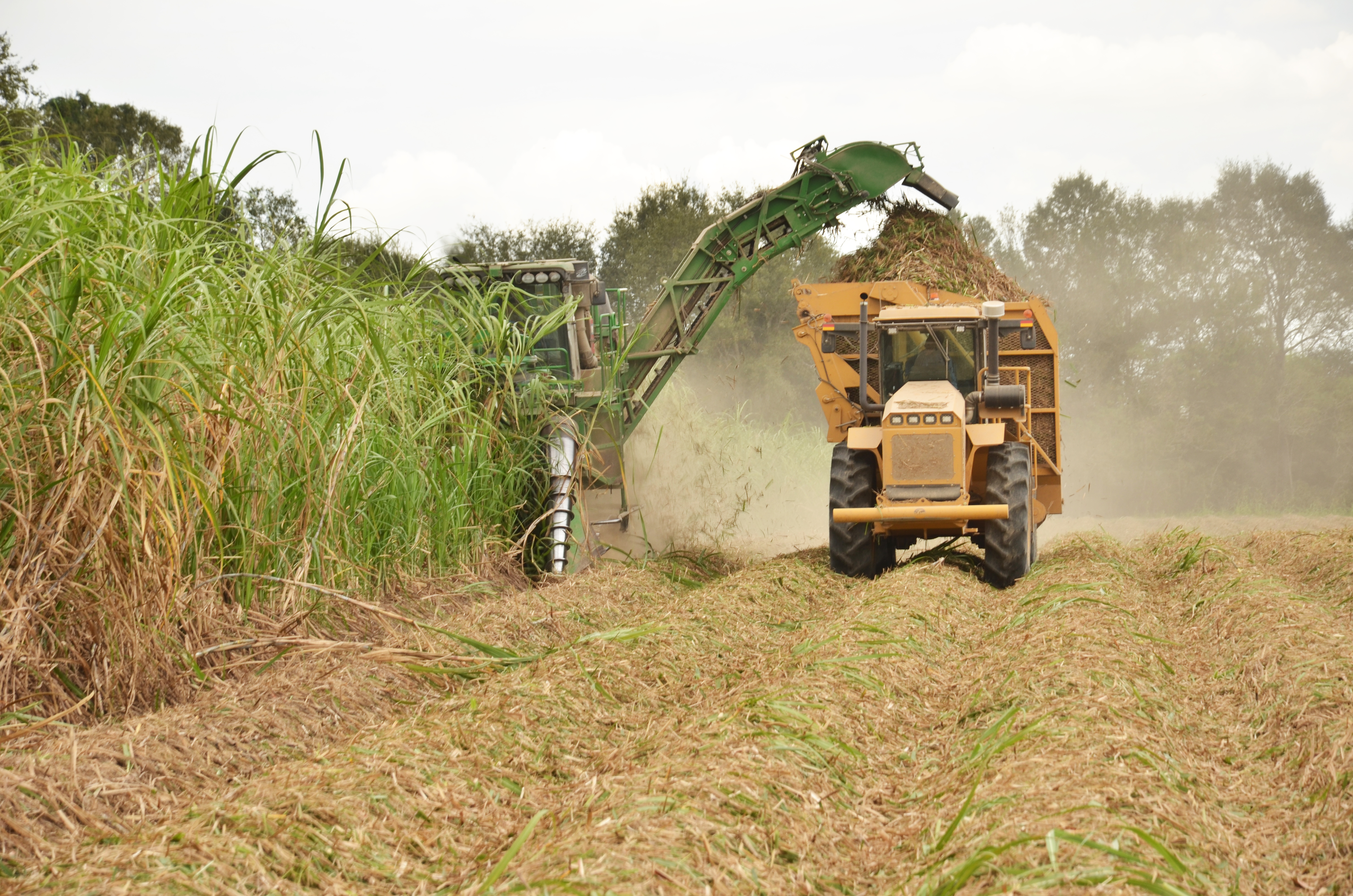 Louisiana sugar harvest off to good start 